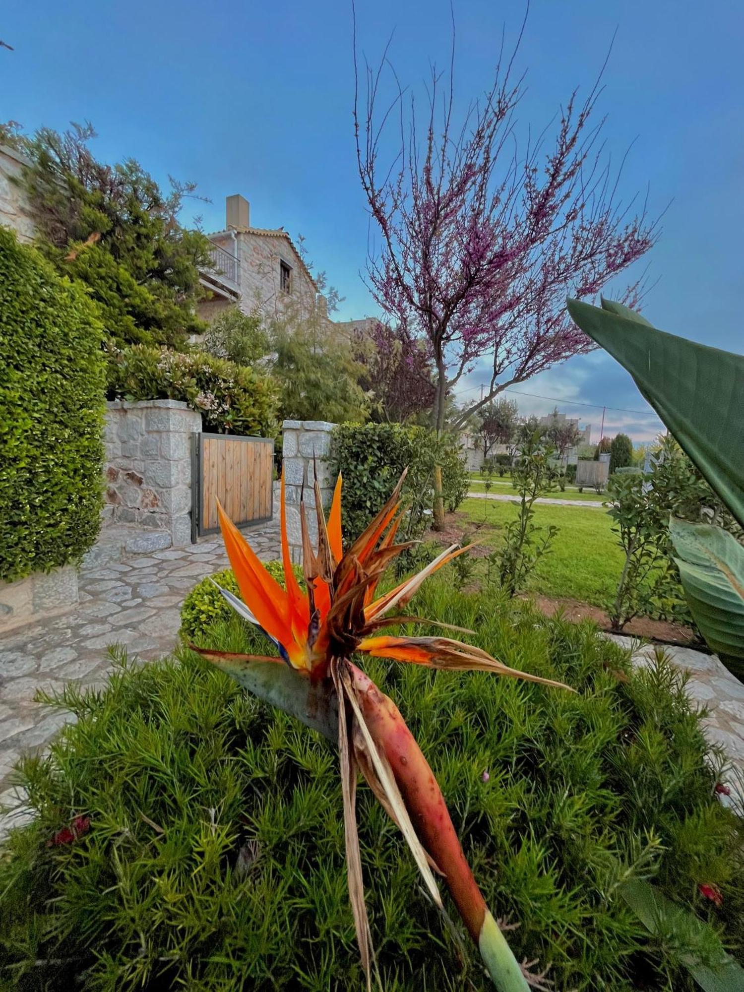 Achelatis Traditional Guest Houses أريبوليس المظهر الخارجي الصورة